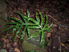 سرخس برگ بیدی